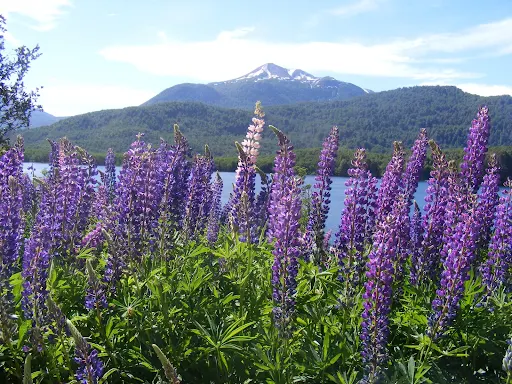 http://lh3.ggpht.com/_4HIpe56-H60/R6OCflCBCoI/AAAAAAAAASI/Tmhue_fd-bU/s512/patagonia%20125.jpg