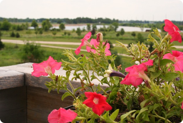 flower deck view