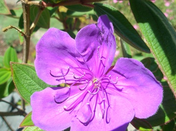 [princessflower0023.jpg]