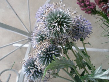 [flowers0092.jpg]