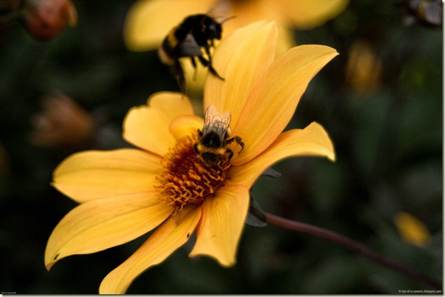 bees-1