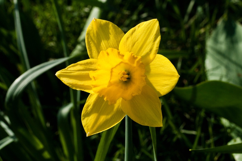 [daffodils-1-4[4].jpg]