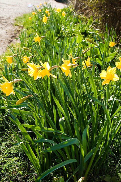 [daffodils-1-5[4].jpg]
