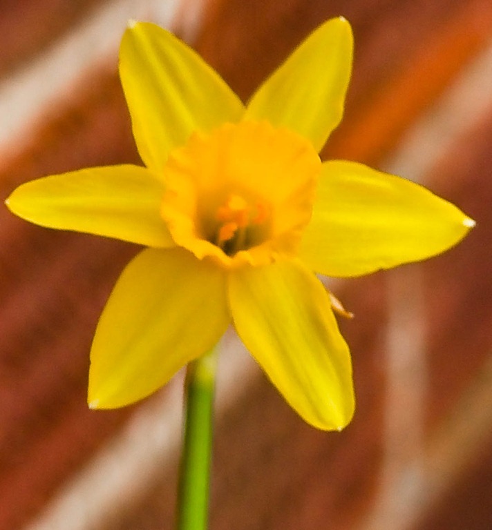 [daffodils-1-2[4].jpg]