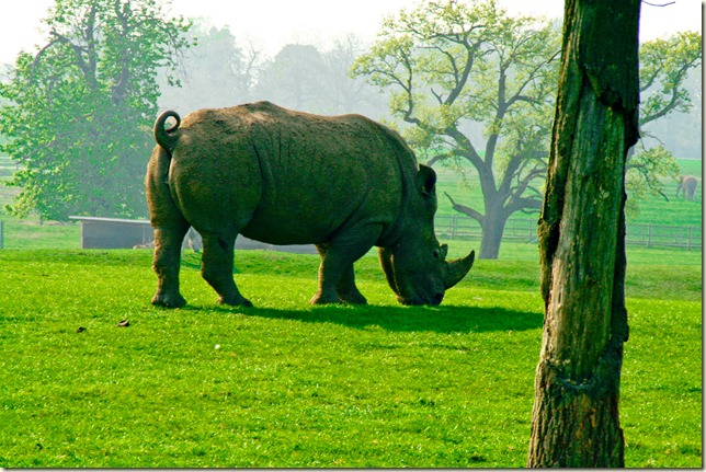 Rhino-1