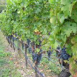 Cabernet Sauvignon