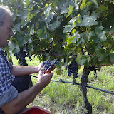 Vendemmia Cabernet