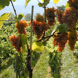 GewurzTraminer
