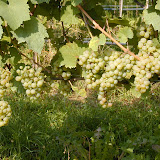 Uva_Riesling.jpg