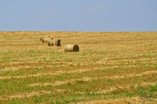 Bales on the field