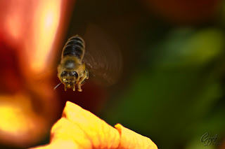 Honey bee flying among flowers