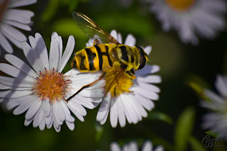 Hoverfly (Syrphus Ribesii) on a flower