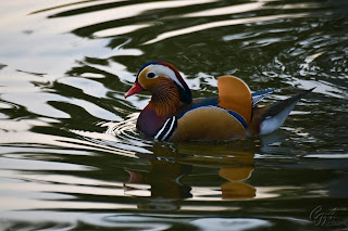 Mandarin Duck (Aix galericulata -  beautiful colored drake) on the lake