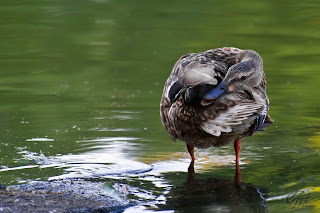 Female Mallard wild duck (Anas platyrhynchos)