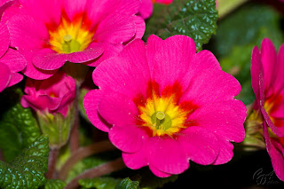 Pansies (Viola tricolor hortensis)