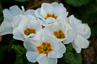 Pansies (Viola tricolor hortensis)