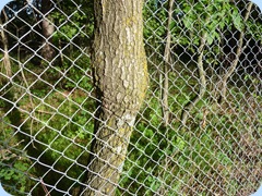 Tree grown through fence at campground in Park Rapids, MN