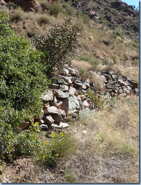 Canon City Tunnel Drive Trail Plants