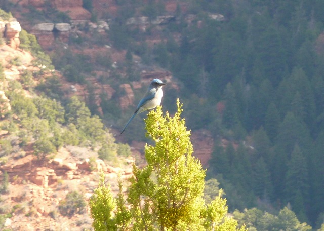 [ZionNatlParkKolobWesternScrubJay23.jpg]