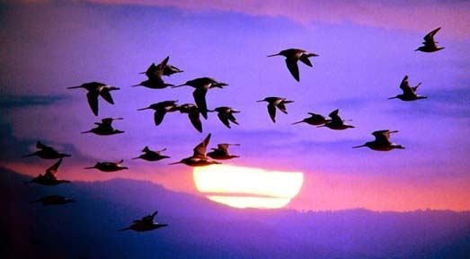 bird-Migration
