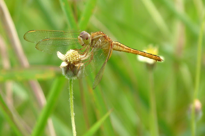 Gold Dragonfly on a Flower
