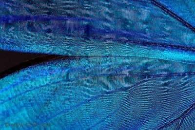[2147019-resumen-azul-brillante-textura-de-las-alas-de-mariposa--morpho[2].jpg]