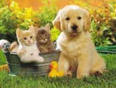 perros-y-gatos perros-y-gatos