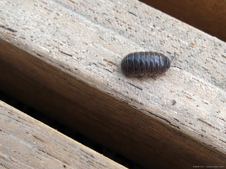 Roly-poly unrolled