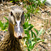 Trusting duck