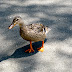 Trusting duck