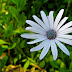White flower, purple pollen
