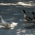Ducks are wary