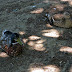Ducks prefer shade and dirt