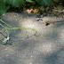 Lizard