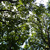 Looking up oaks