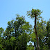 One odd tree