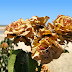 Dried roses