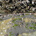 Crab crevasse