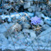 Last blossoms