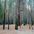 Burnt trees