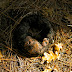 Knob on forest floor