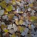 Forest floor