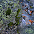 Moss and lichens