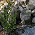 California Bay Laurel