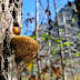 Fungus up high