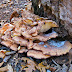 Fungus down low