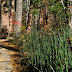 Horse tail on Mirror Lake Trail