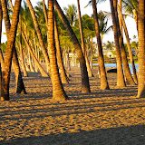 A-Bay palms