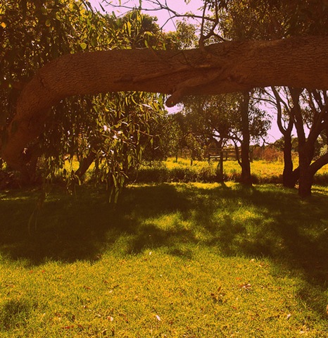 [backyard[4].jpg]