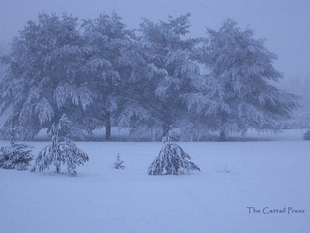 [snowstorm_wl3.jpg]